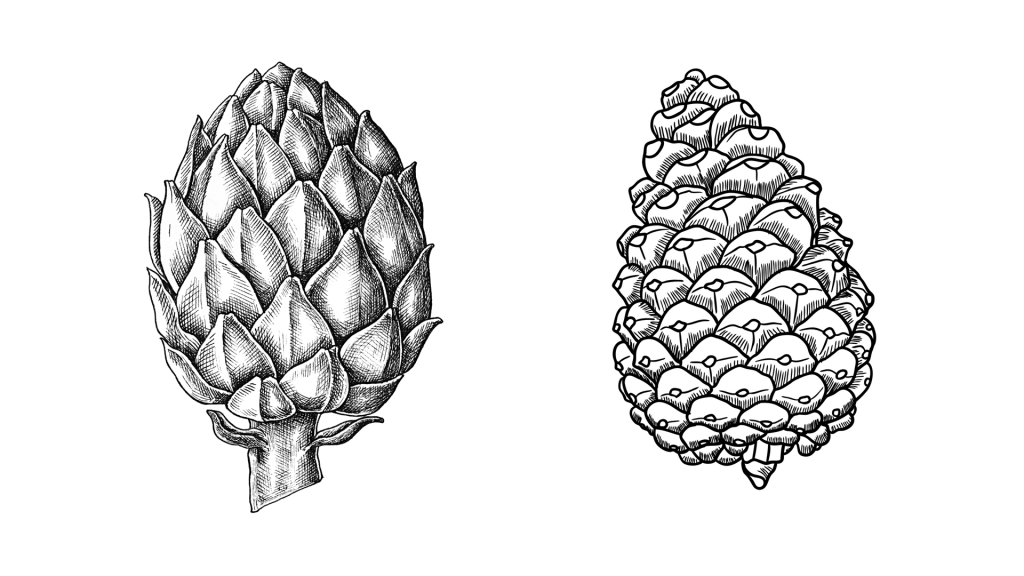 a drawing of a pinecone and an artichoke